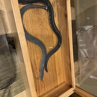 にょろ助 銀座 - 