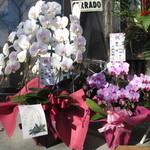 中華ソバ 伊吹 - 『麺処 晴』より