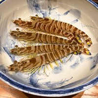 日本料理 別府 廣門 - 天然車海老（佐伯産）の登場