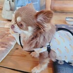 にわのとり - 愛犬です。