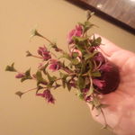 鉄板網焼き京さか - 