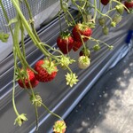 ストロベリーファーム ふじもと - 