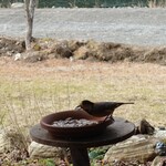 くつきそば 永昌庵 - 