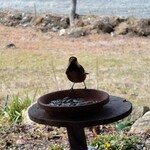 くつきそば 永昌庵 - 