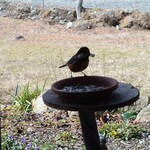 くつきそば 永昌庵 - 