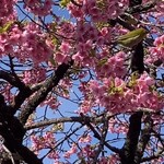 Maison Givrée - 代々木公園の河津桜にはメジロの大群が食事を楽しんでます。