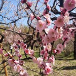 Tamano Ya - 2月24日、神代植物公園の梅が見頃でした。