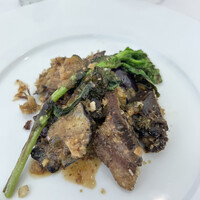 Pigeon - 