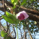 L'inconnu - おまけ写真3,ツタンカーメンのエンドウ豆