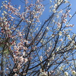 L'inconnu - おまけ写真3,家の梅、3本あります。メジロが蜜を吸いに来ます。