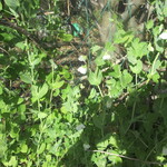 L'inconnu - おまけ写真2, 今年は絹さやえんどう豆の成長が良い。