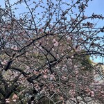 ささのや - もうすぐはーるですねー╰(*´︶`*)╯♡