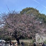 ささのや - 上野公園の桜。