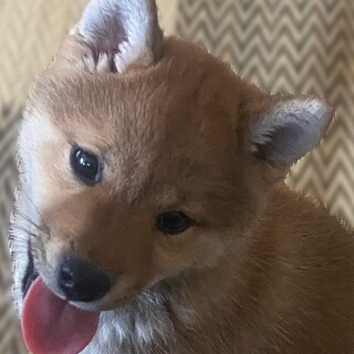 店内個室のプライベート空間で愛犬と焼肉が楽しめます（要予約）