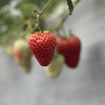 淡路カントリーガーデン - 綺麗2