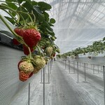 淡路カントリーガーデン - 綺麗3