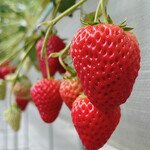 淡路カントリーガーデン - 綺麗1