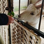 淡路カントリーガーデン - 餌代300円笑