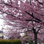 秀月堂 - 秀月堂さんの東にある公園の河津桜
