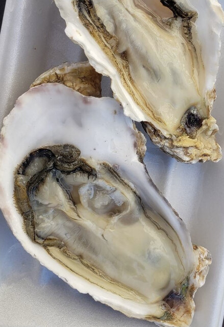 松島のかき小屋｜松島観光協会運営の新鮮牡蠣が味わえる