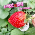 丸坂いちご園 - 料理写真: