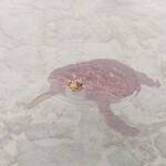 シギラベイサイドスイートアラマンダ - お部屋の前のラグーン