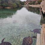 シギラベイサイドスイートアラマンダ - いっぱい出てきます