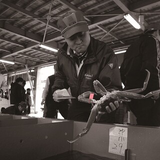 A reliable connoisseur who has been selling crabs to restaurants and Ryokan since our founding in 1941.