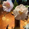 こーひー屋仁助 - 『羽衣』…という清楚な美しい花… ⸜(๑⃙⃘'ᵕ'๑⃙⃘)⸝⋆︎*
