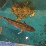 Katsugyo Donya Kaihou - 生簀の鯛～。