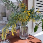 B-yond - ミモザの花