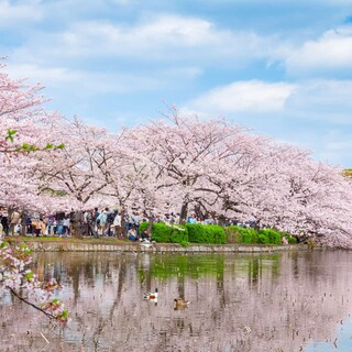 上野の桜観光の後はココリコへ♪