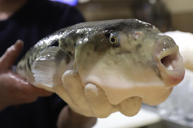 Katsugyo Izakaya Marufuku