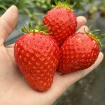 姫路ハートフル観光農園 - 