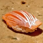 鮨 鴉巣 - 琵琶マス。