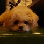 TOKYO 肉食バル - 