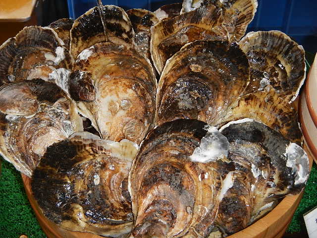 海男- 贝柱が大きくて有名なスミノエ牡蛎