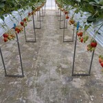 ありなしファーム - 