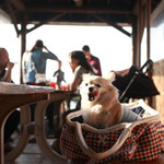 花人逢 - わんこＯＫのテラス席