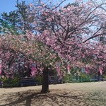 ひのでや - 白子温泉桜祭り