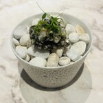 Artisan - あおりいか