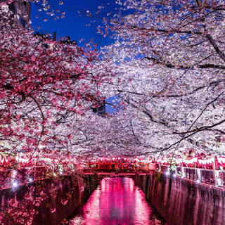 Be sure to reserve your seat early for the Meguro River cherry blossom viewing season!