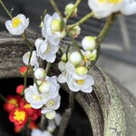 宮川本廛 赤坂宮川 - 