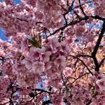 神戸クック ワールドビュッフェ - 開花して10日目　キレイ