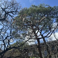 南禅寺参道 菊水 - 