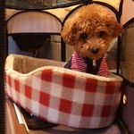 ラ・シュシュ - 