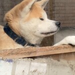 赤湯ラーメン 龍上海 - 