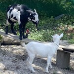 鉄師 卜蔵家 鈩の舎 カフェタタラノイエ - 