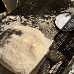 田舎うどん てつ - 