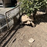 田舎うどん てつ - 